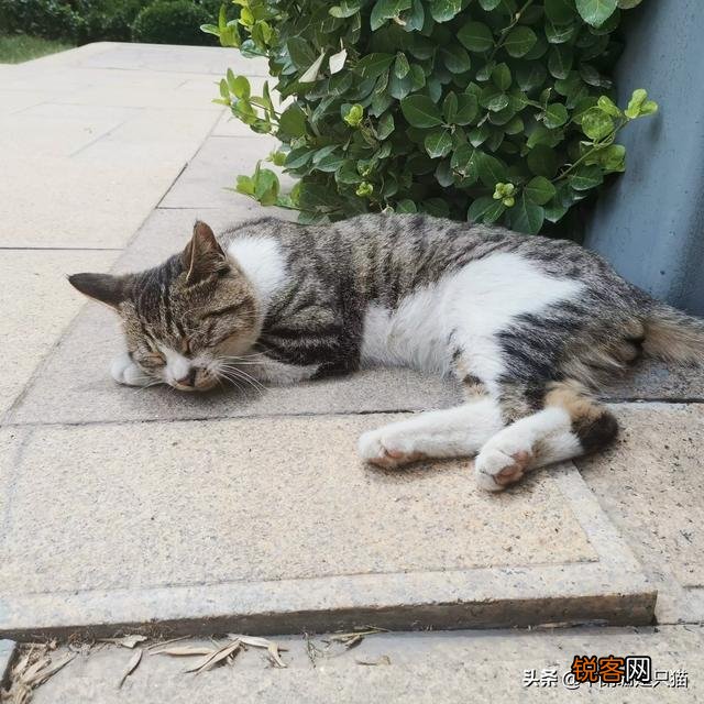 猫的智商排行？