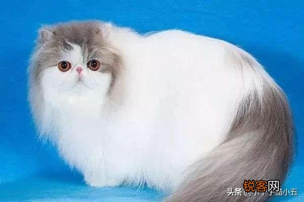 猫的智商排行？