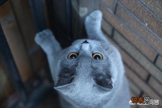 蓝猫的智商到底有多高？