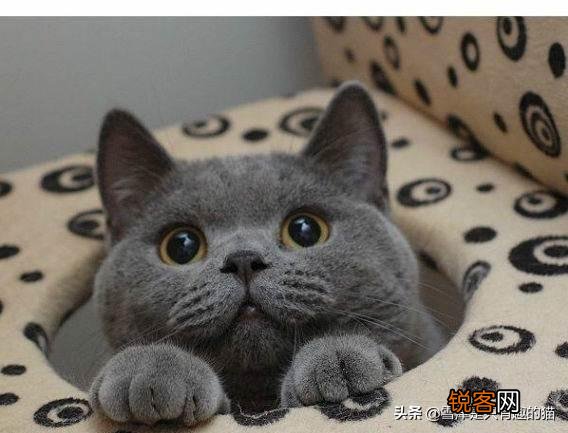 蓝猫的智商到底有多高？