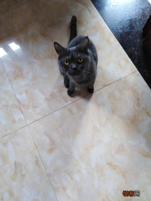 蓝猫的智商到底有多高？
