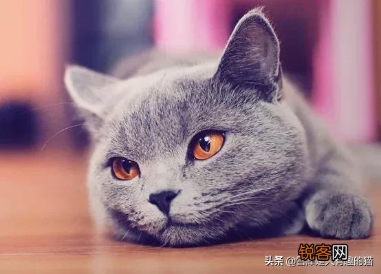 蓝猫的智商到底有多高？