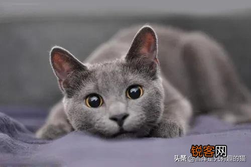 蓝猫的智商到底有多高？