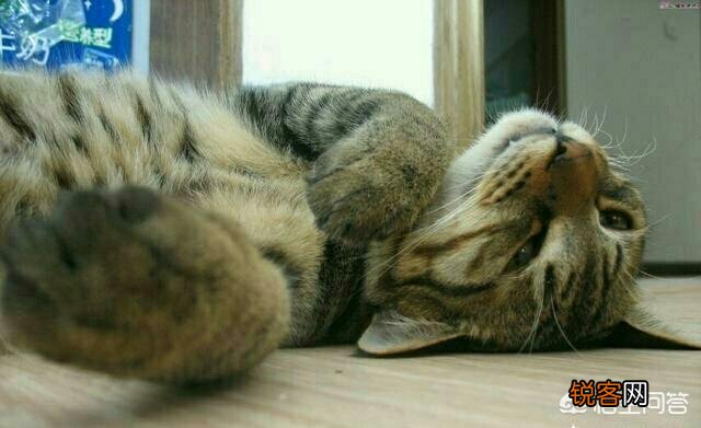 狸花猫的智商是怎样的？