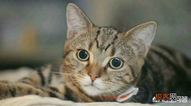 狸花猫的智商是怎样的？