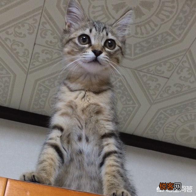 狸花猫的智商是怎样的？