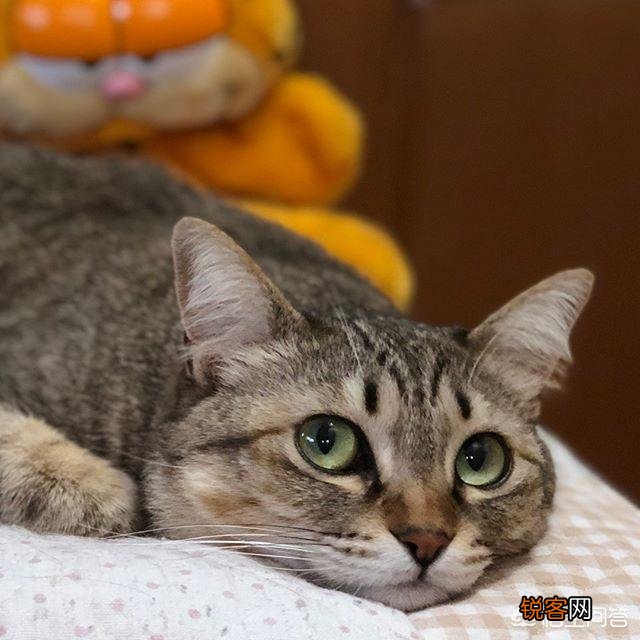 狸花猫的智商是怎样的？