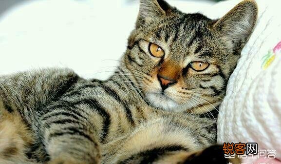 狸花猫的智商是怎样的？