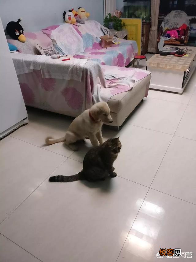 狸花猫的智商是怎样的？