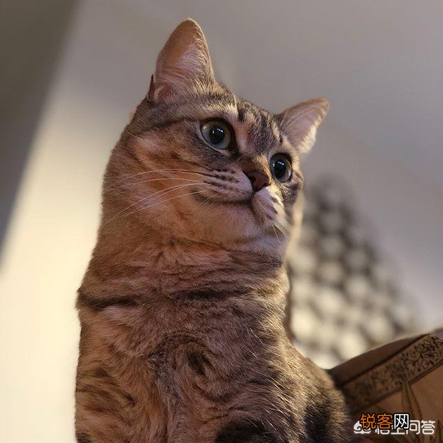 狸花猫的智商是怎样的？