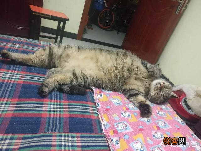 狸花猫的智商是怎样的？