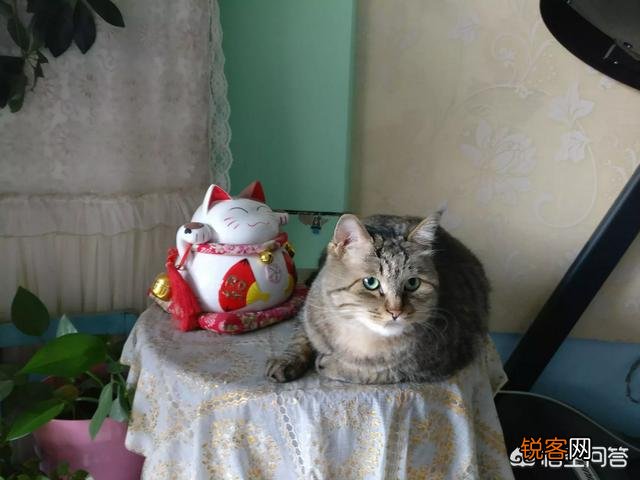 狸花猫的智商是怎样的？