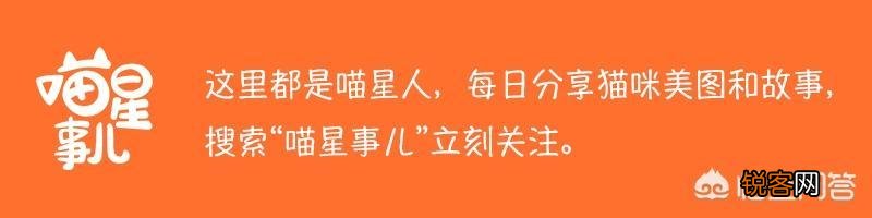 狸花猫的智商是怎样的？