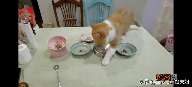 养猫必须吃猫粮吗？吃猫粮和直接吃肉比有哪些好处？