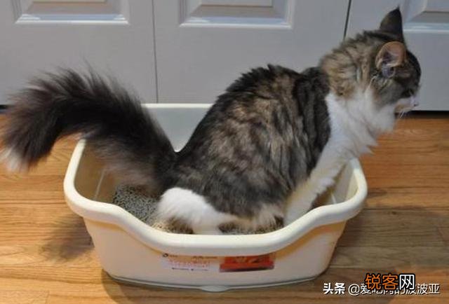 养猫必须吃猫粮吗？吃猫粮和直接吃肉比有哪些好处？