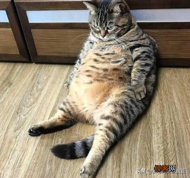 养猫必须吃猫粮吗？吃猫粮和直接吃肉比有哪些好处？