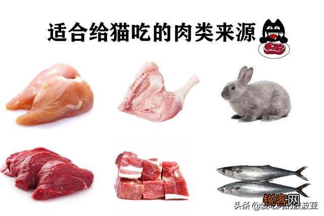 养猫必须吃猫粮吗？吃猫粮和直接吃肉比有哪些好处？