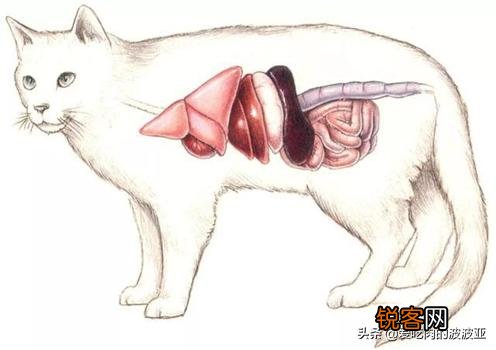 养猫必须吃猫粮吗？吃猫粮和直接吃肉比有哪些好处？