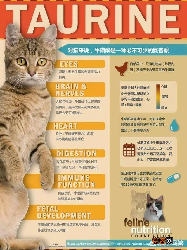 养猫必须吃猫粮吗？吃猫粮和直接吃肉比有哪些好处？