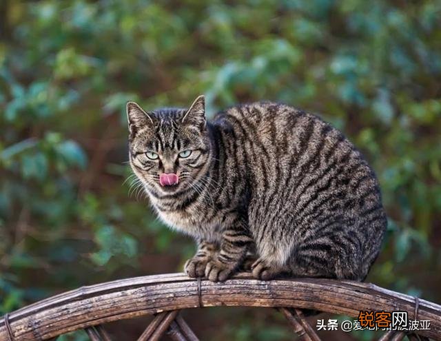 养猫必须吃猫粮吗？吃猫粮和直接吃肉比有哪些好处？