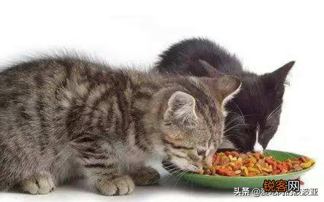 养猫必须吃猫粮吗？吃猫粮和直接吃肉比有哪些好处？