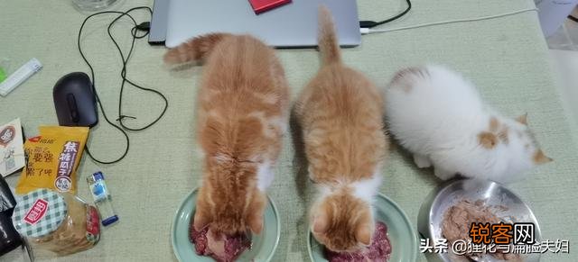 养猫必须吃猫粮吗？吃猫粮和直接吃肉比有哪些好处？