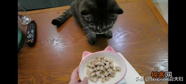 养猫必须吃猫粮吗？吃猫粮和直接吃肉比有哪些好处？