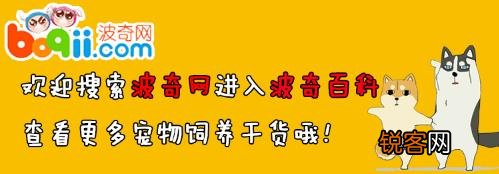你见过最奇葩的宠物是什么？