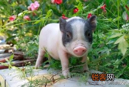 你见过最奇葩的宠物是什么？