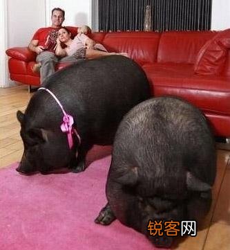 你见过最奇葩的宠物是什么？