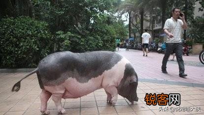 你见过最奇葩的宠物是什么？