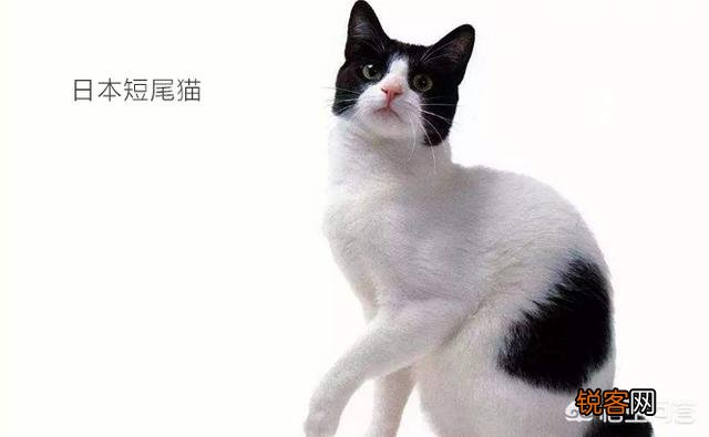 宠物猫会不会抓老鼠呢？