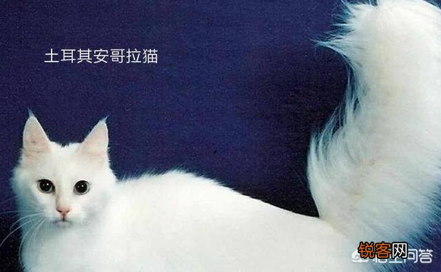 宠物猫会不会抓老鼠呢？