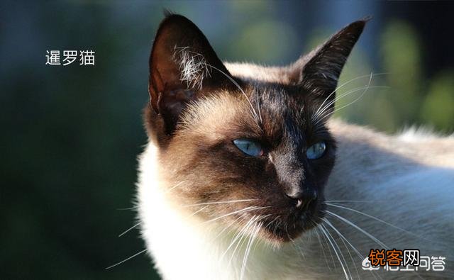 宠物猫会不会抓老鼠呢？
