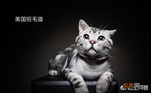 宠物猫会不会抓老鼠呢？