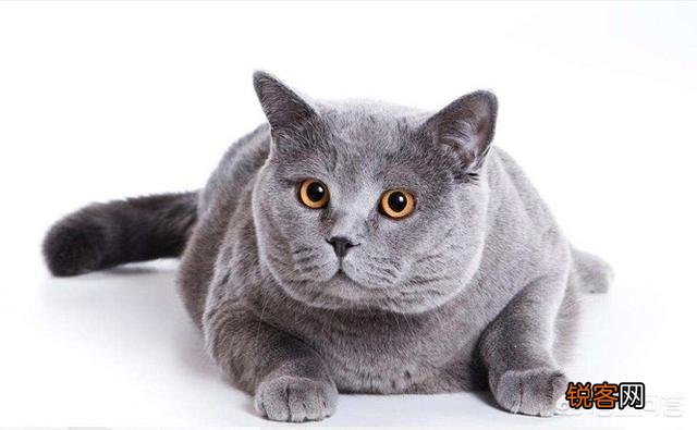 宠物猫会不会抓老鼠呢？