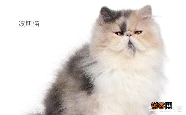 宠物猫会不会抓老鼠呢？