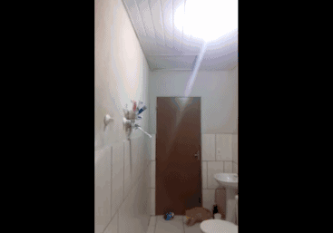 宠物猫会不会抓老鼠呢？