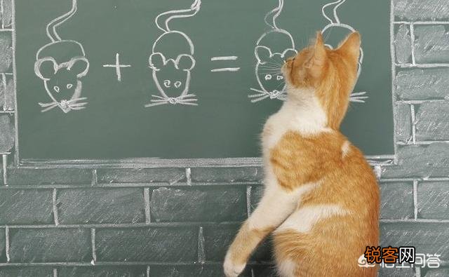 宠物猫会不会抓老鼠呢？