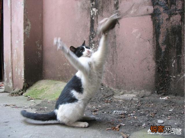 宠物猫会不会抓老鼠呢？