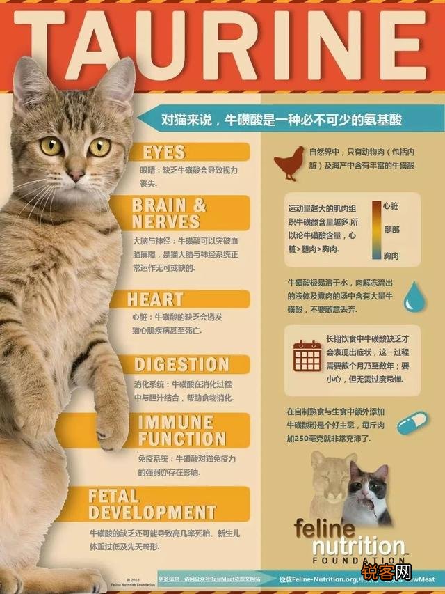 从健康的角度出发,猫咪只喂猫粮可以吗？