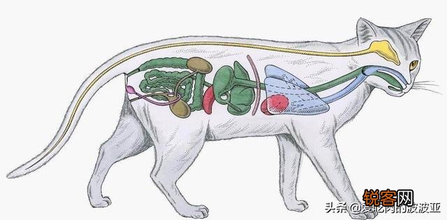 从健康的角度出发,猫咪只喂猫粮可以吗？