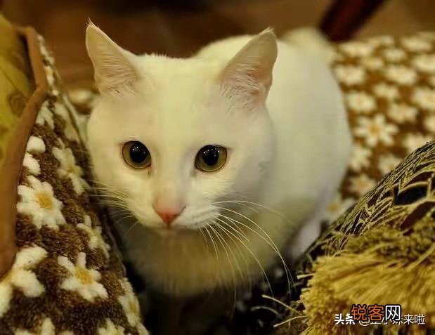 从健康的角度出发,猫咪只喂猫粮可以吗？