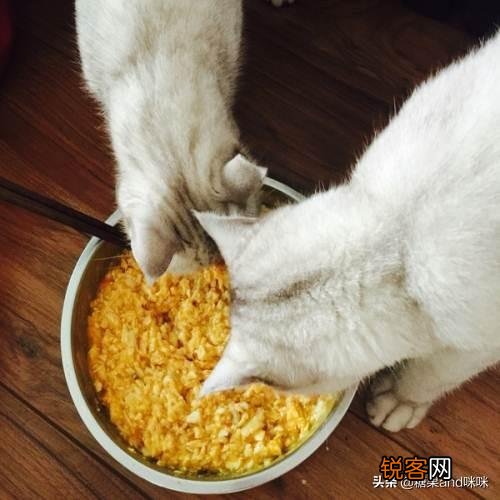 从健康的角度出发,猫咪只喂猫粮可以吗？