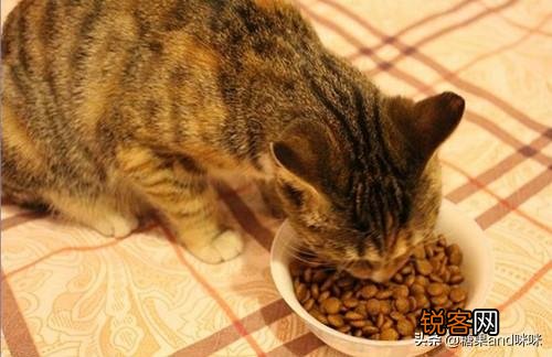 从健康的角度出发,猫咪只喂猫粮可以吗？