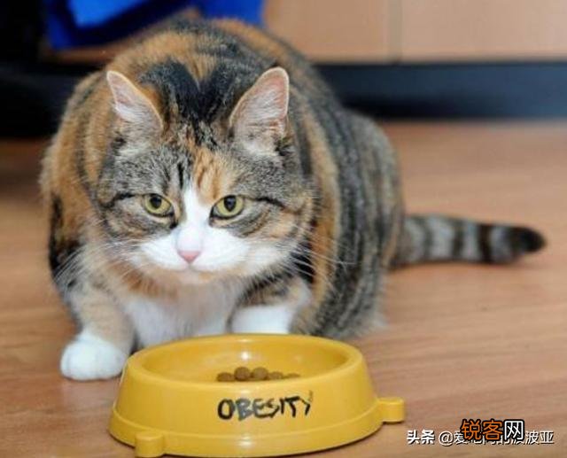 从健康的角度出发,猫咪只喂猫粮可以吗？