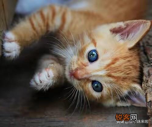 从健康的角度出发,猫咪只喂猫粮可以吗？
