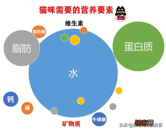 从健康的角度出发,猫咪只喂猫粮可以吗？