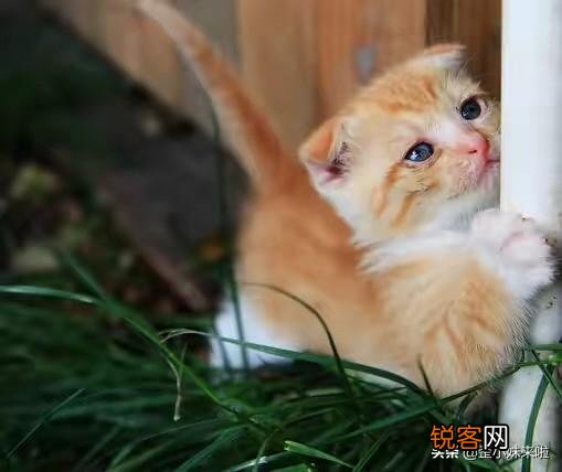 从健康的角度出发,猫咪只喂猫粮可以吗？