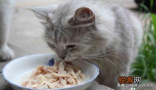 从健康的角度出发,猫咪只喂猫粮可以吗？